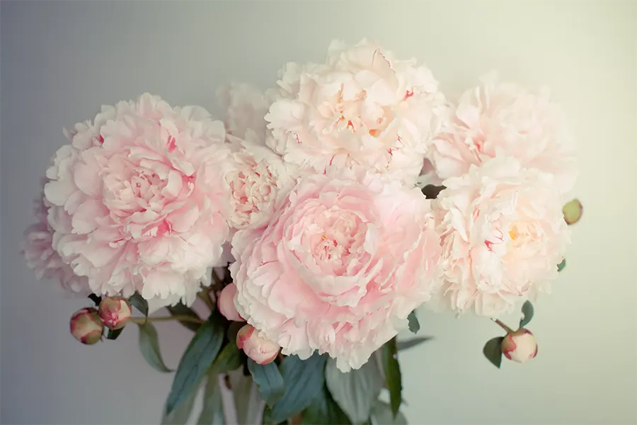 Peonies