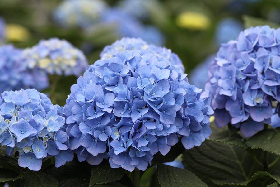 Hydrangeas