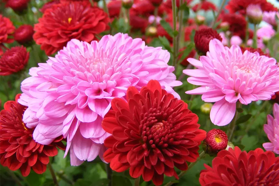 Chrysanthemums