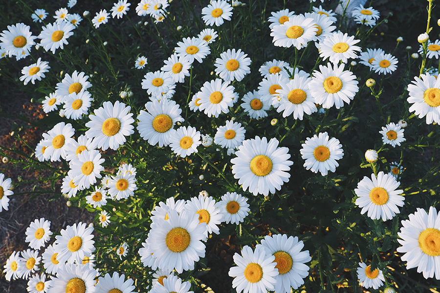 Daisies