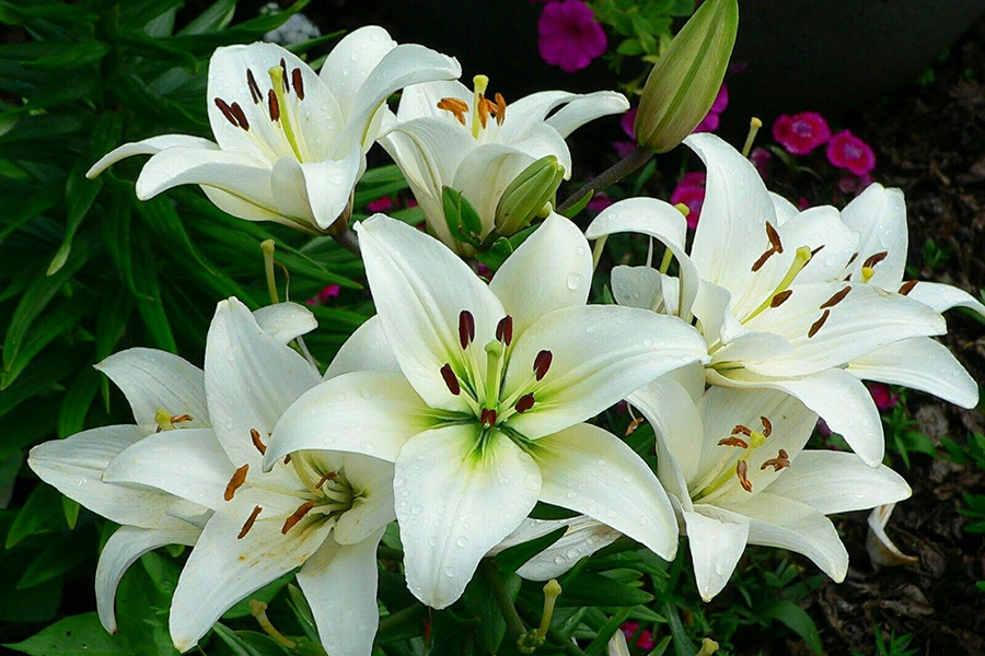 Lilies